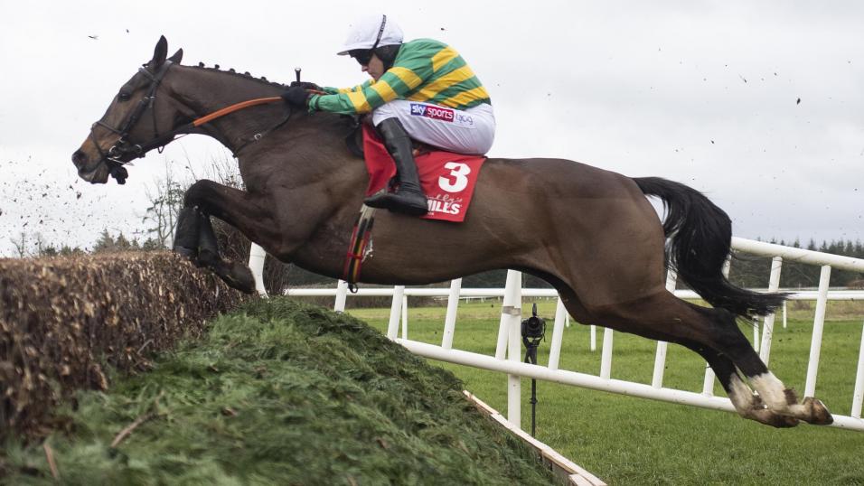 Jumps racehorse Anibale Fly
